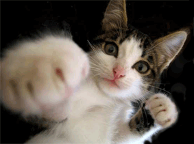 ANGRY CAT!